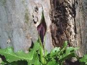 Arum orientale